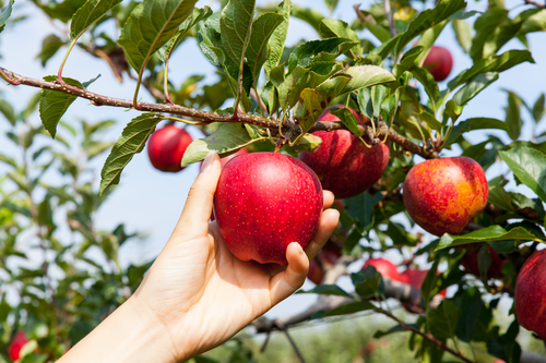 woman hand picking an apple